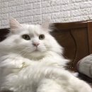 은주네포차 이미지