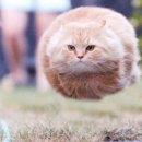 착한 고양이 이미지