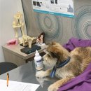 고병기동물병원 이미지