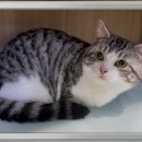 컴투펫 위탁보호센터 이미지