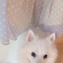 바니아트샵 이미지