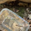 운수천계곡(1) 이미지