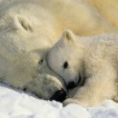 폴라베어(Polarbear) 이미지