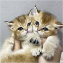 야옹아 멍멍해봐 강아지고양이 평택점 | 평택새끼고양이입양 고양이분양 진행 후기