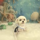 허니도그 이미지