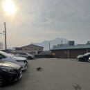목화반점 이미지
