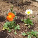 안암교회 이미지