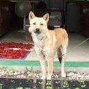 황룡켄넬 이미지