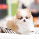 구산동강아지 이미지