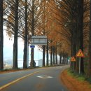 순창 메타세콰이어길 이미지