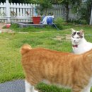 몽이냥이 이미지