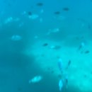 트로페아2 이미지