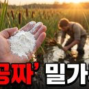 전 세계가 잊은 무료 밀가루? 3만 년 전 인류가 먹던 ‘부들 뿌리’의 충격적인 진실 이미지