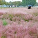 핑크뮬리 꽃단지 마 | 경주 첨성대 핑크뮬리 명소 개화상황 10월 여행지 10/13