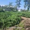 표선리-4 이미지