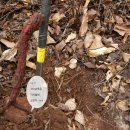 살구정이 이미지