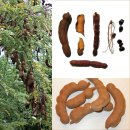 타마린드(tamarind)/미얀마 이름 &#39;마지디&#39; 이미지