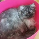 봉구랑 도도 이미지