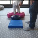 상희독스 아카데미 이미지