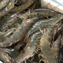 구룡포고고수산