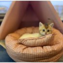 강아지와 고양이 이미지