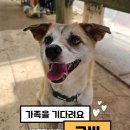 [입양홍보] 코비도 이제 꽃길걷자개🐶🤎 이미지