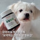 노아한방병원 | 강아지슬개골영양제 추천 : 보약먹는강아지 관절보감