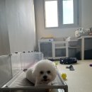 머리깍개 이미지