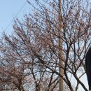 익산팔봉동우체국 | [익산/김제] 전북 벚꽃명소 직접 가본 후기! 자전거 타고 슝슝(+벚꽃 드라이브 코스 추천/개화 정도)