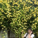 꽃파는아저씨 앞 | 진해 보타닉뮤지엄 입장료 목향장미 주차 만개 상태 후기