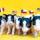 한국아그로 이미지