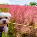 지구별댕댕이 이미지