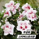 무궁화 왜국품종 반겹쉬폰 시리즈 스타버스트 등 사진 이미지