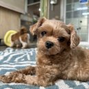 [메이/말티푸/여아] 인형같은 외모의 사랑둥이 메이 이미지