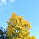 완산-58 | #58. 전주 한옥마을 향교 2025년 은행나무 후기 &amp; 사진 스팟 추천