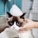 러브펫살롱 이미지