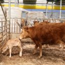 다산동물약국 | 송아지 난산? 당황하지 말고 이렇게 대처하세요