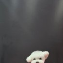 소망애견미용실 이미지