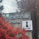 캣인큐브 이미지