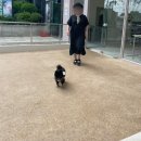DOGRANG 네이버블로그