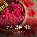 늙지않는 비결-구기자 이미지