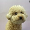 강아지미용실 이미지