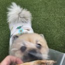 푸드포퍼피 이미지