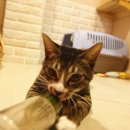 캣츠호텔 이미지