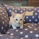 프리미엄캣 이미지