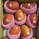 🥭명품 애플망고 - 대만 애플망고(Irwin 품종) 5kg 12과 🥭 이미지