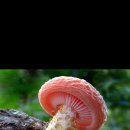 스머프마을 이미지