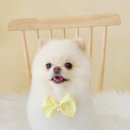 시크펫 그루밍 이미지