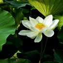 보답 행정사 이미지