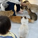 캣플 | 천안 고양이카페 캣플 후기 천안아이랑 가볼만한곳 천안아산 실내데이트 추천